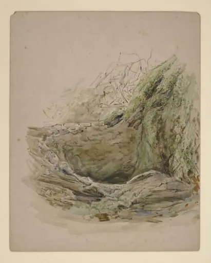 Tree hollow
