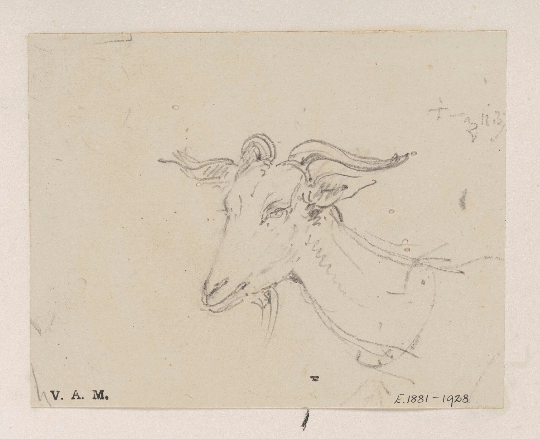 The head and neck of a goat, by George Chinnery, 11