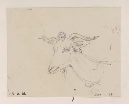 The head and neck of a goat
