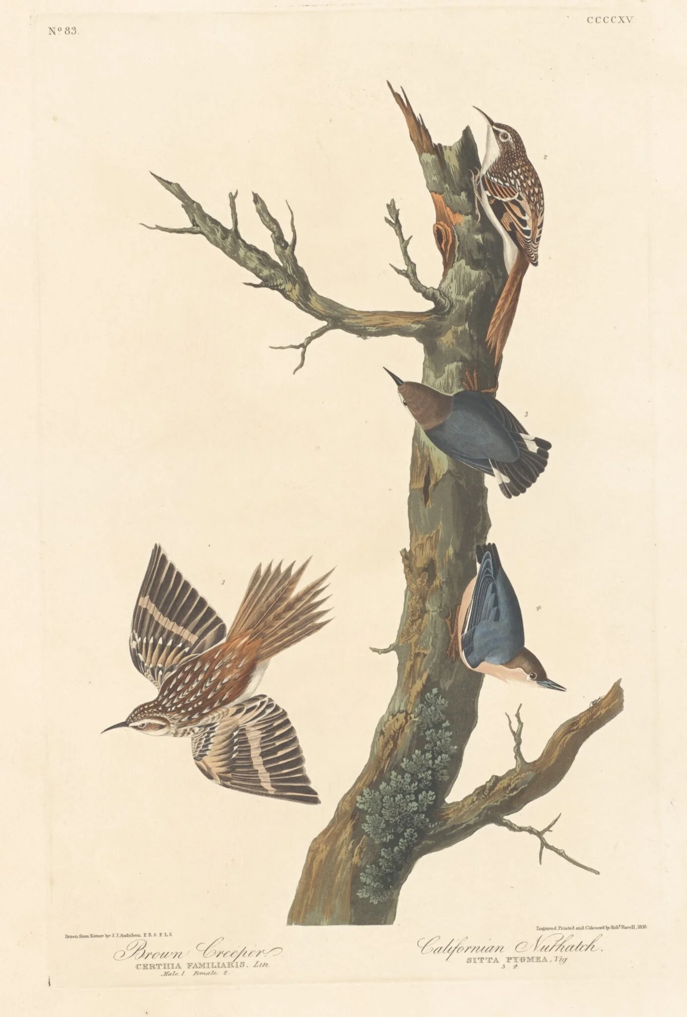 Brown Creeper and Californian Nuthatch, by Robert Havell Jr., ink, 1838