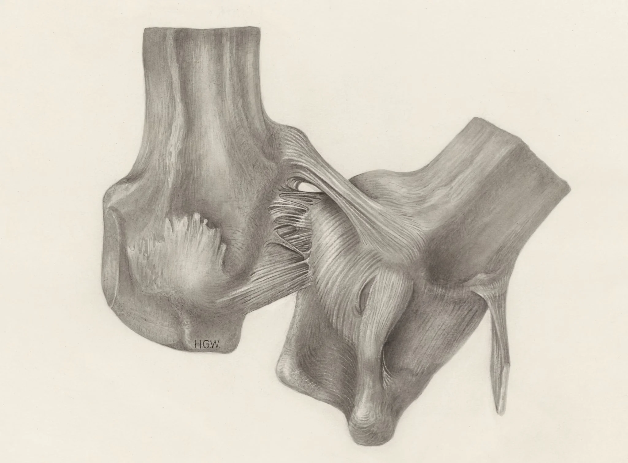 Muscular tissue of a mammal's upper extremities