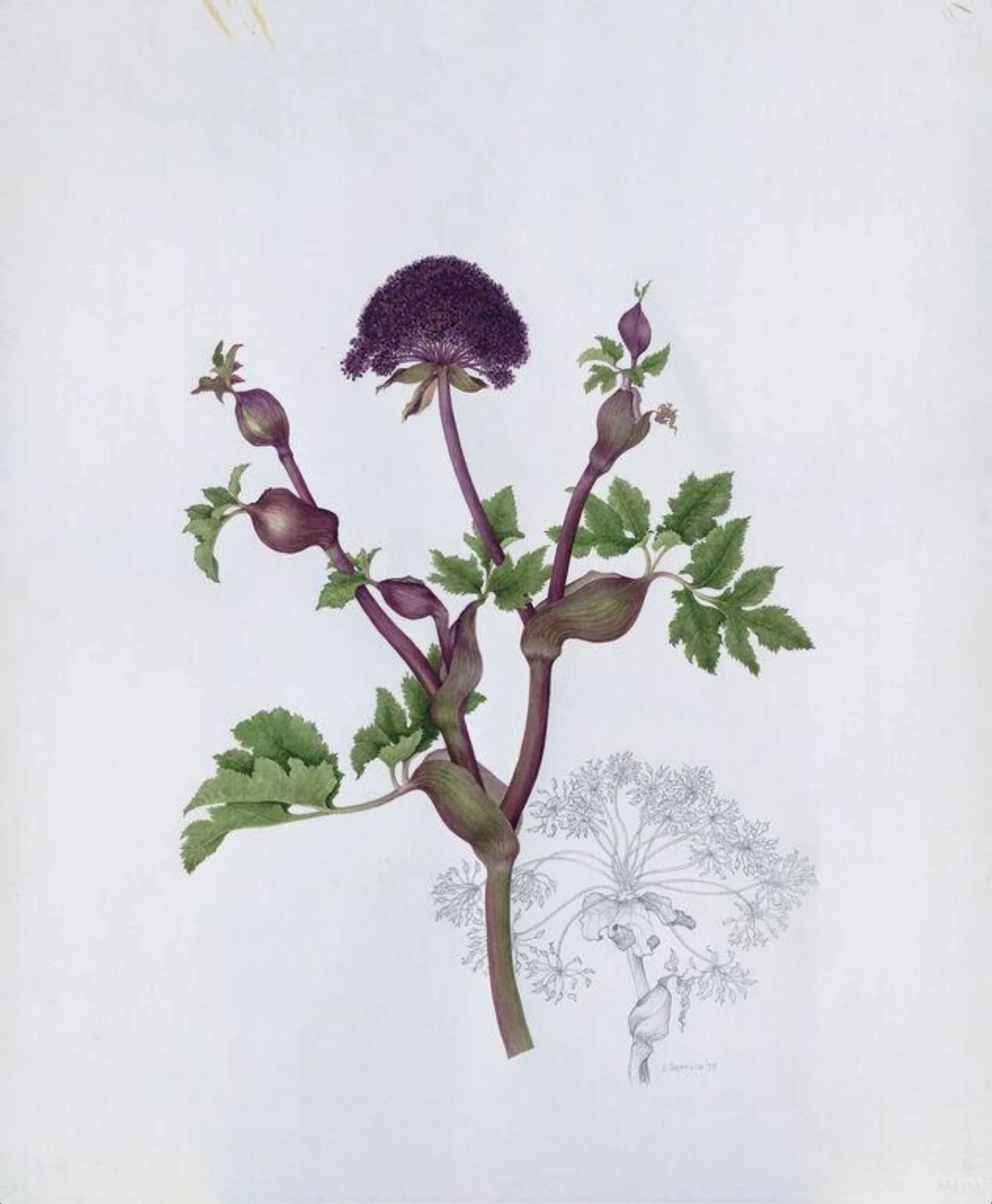 Angelica Gigus, by Katherine R. Manisco, watercolor, 1994