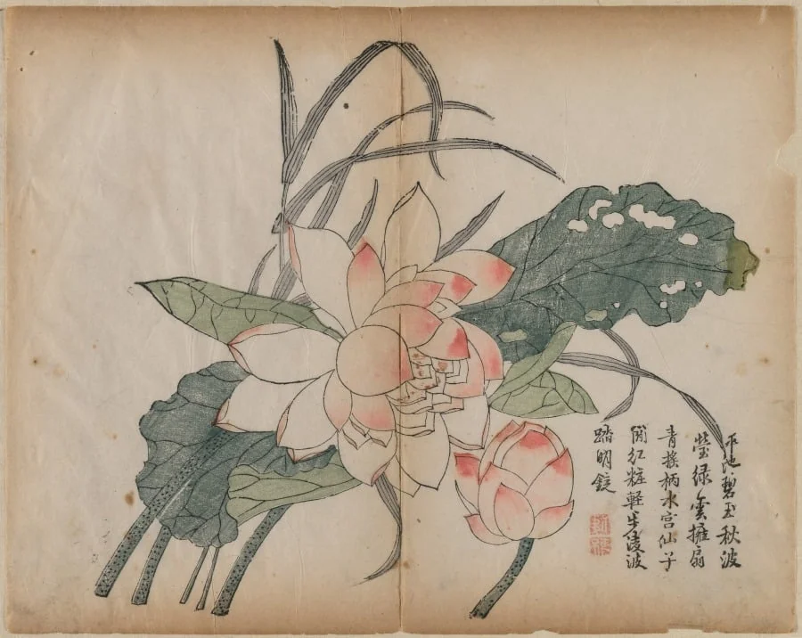Flowering Lotus and Bud