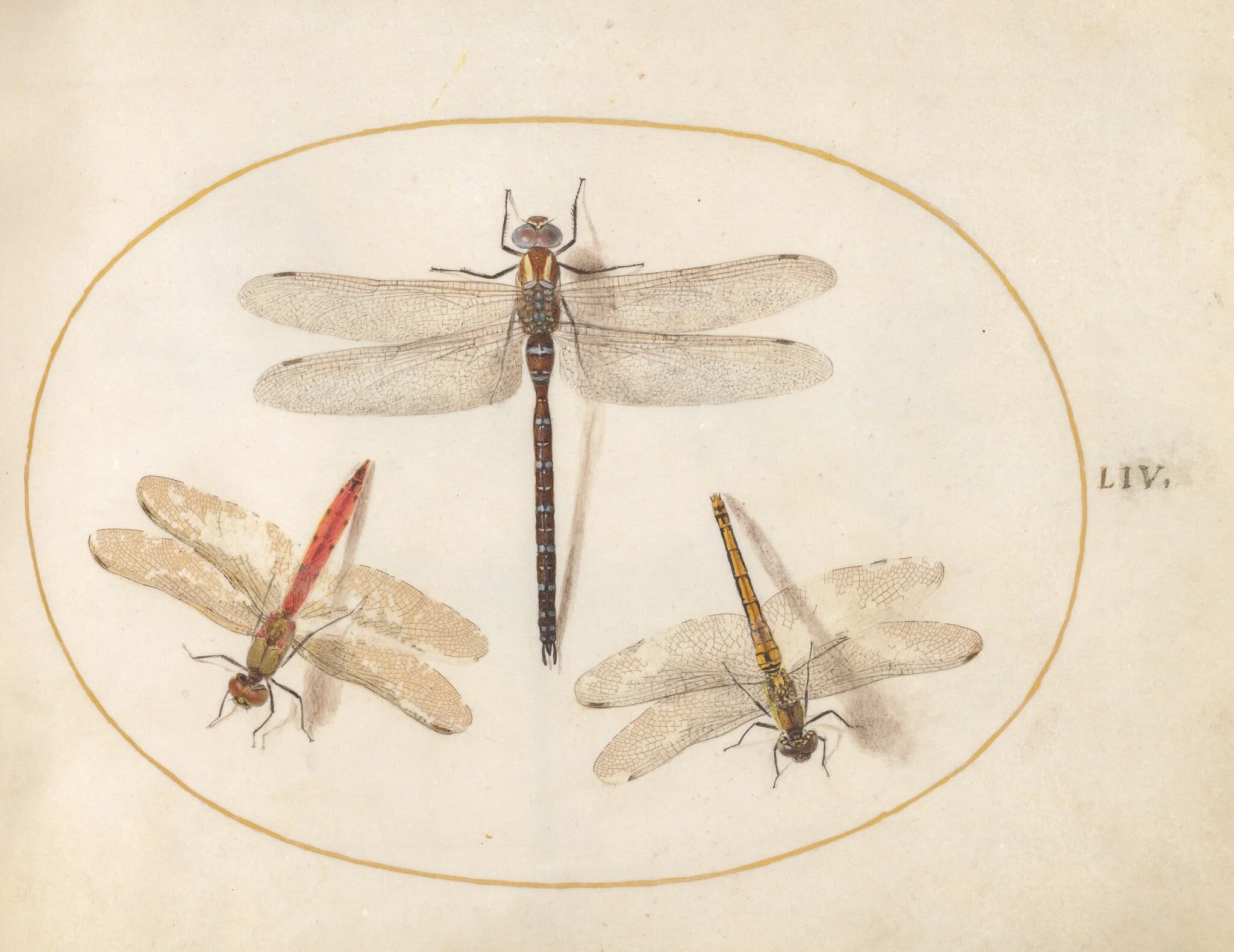 Plate 54: Hairy Dragonfly and Two Darters, by Joris Hoefnagel, gouache, 1594