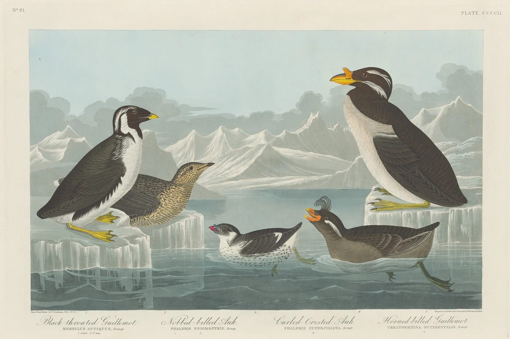 Black-throated Guillemot, Nobbed-billed Auk, Curled-Crested Auk and Horned-billed Guillemot, by Robert Havell Jr., ink, 1838