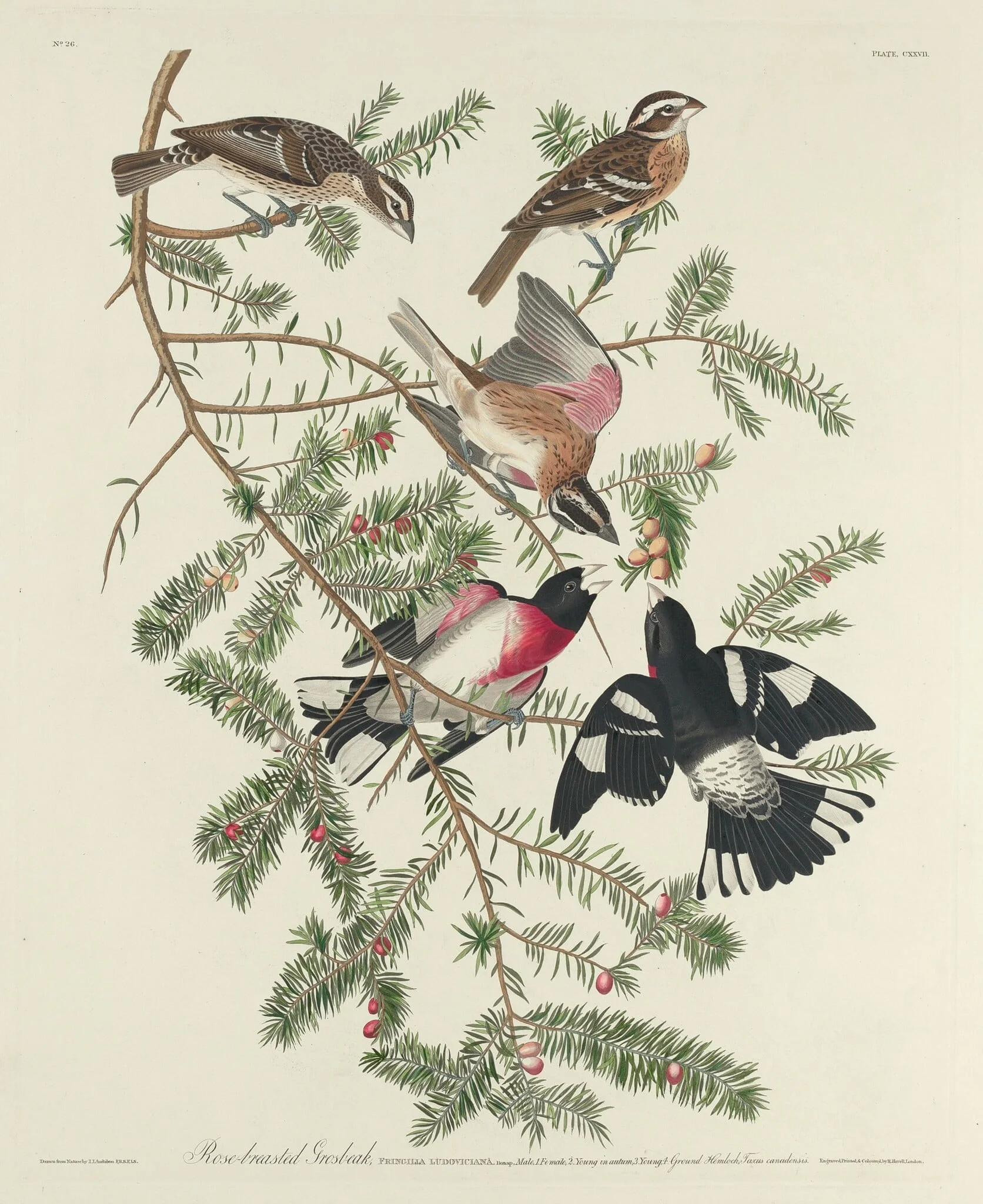 Rose-breasted Grosbeak, by Robert Havell Jr., ink, 1832