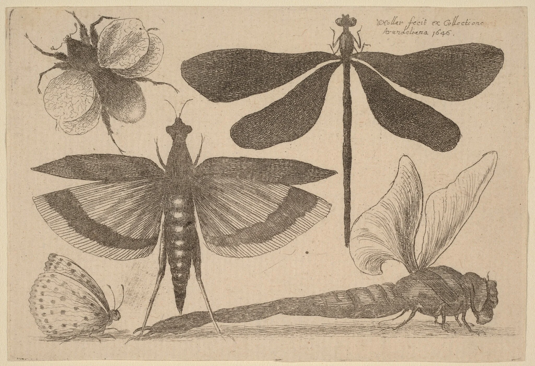 Dragonflies, a Bumble-Bee, and a Butterfly, by Wenceslaus Hollar, ink, 1646
