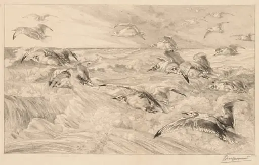 Seagulls (Les Mouettes)