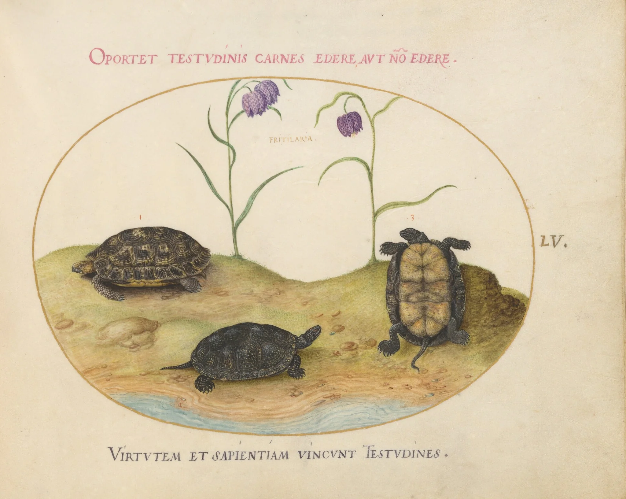 Plate 55: A Hermann's or Greek Tortoise, Two European Pond Turtles, and Two Fritillaria, by Joris Hoefnagel, gouache, 1594