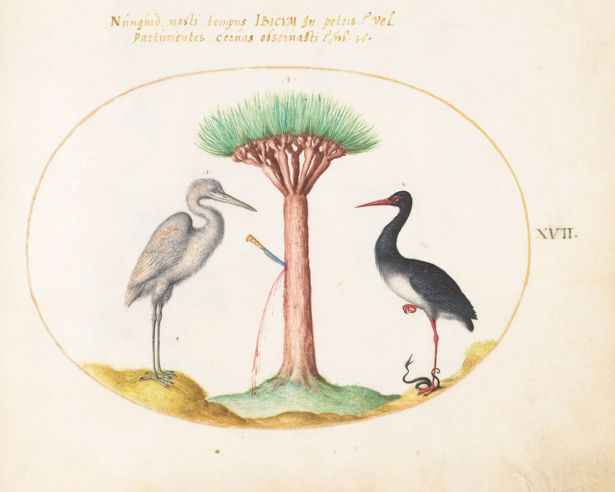 Plate 17: White Heron(?) and Black Stork Killing a Snake with a Dragon's Blood Tree, by Joris Hoefnagel, gouache, 1594