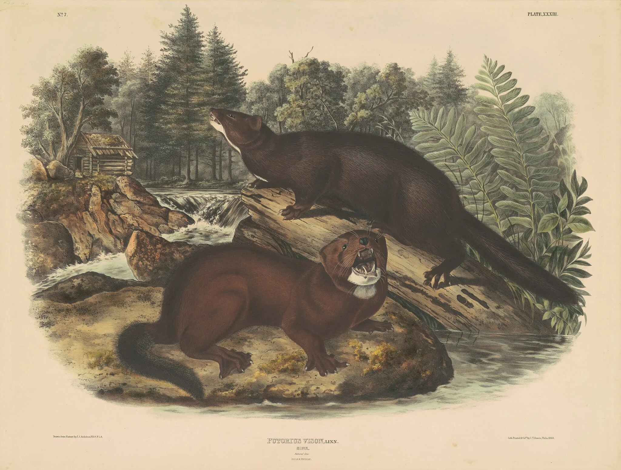 Mink