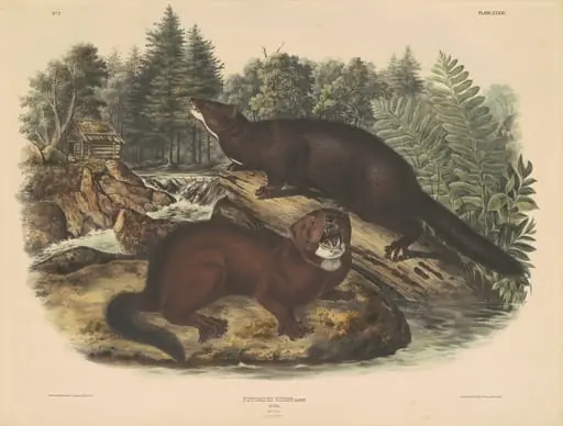 Mink