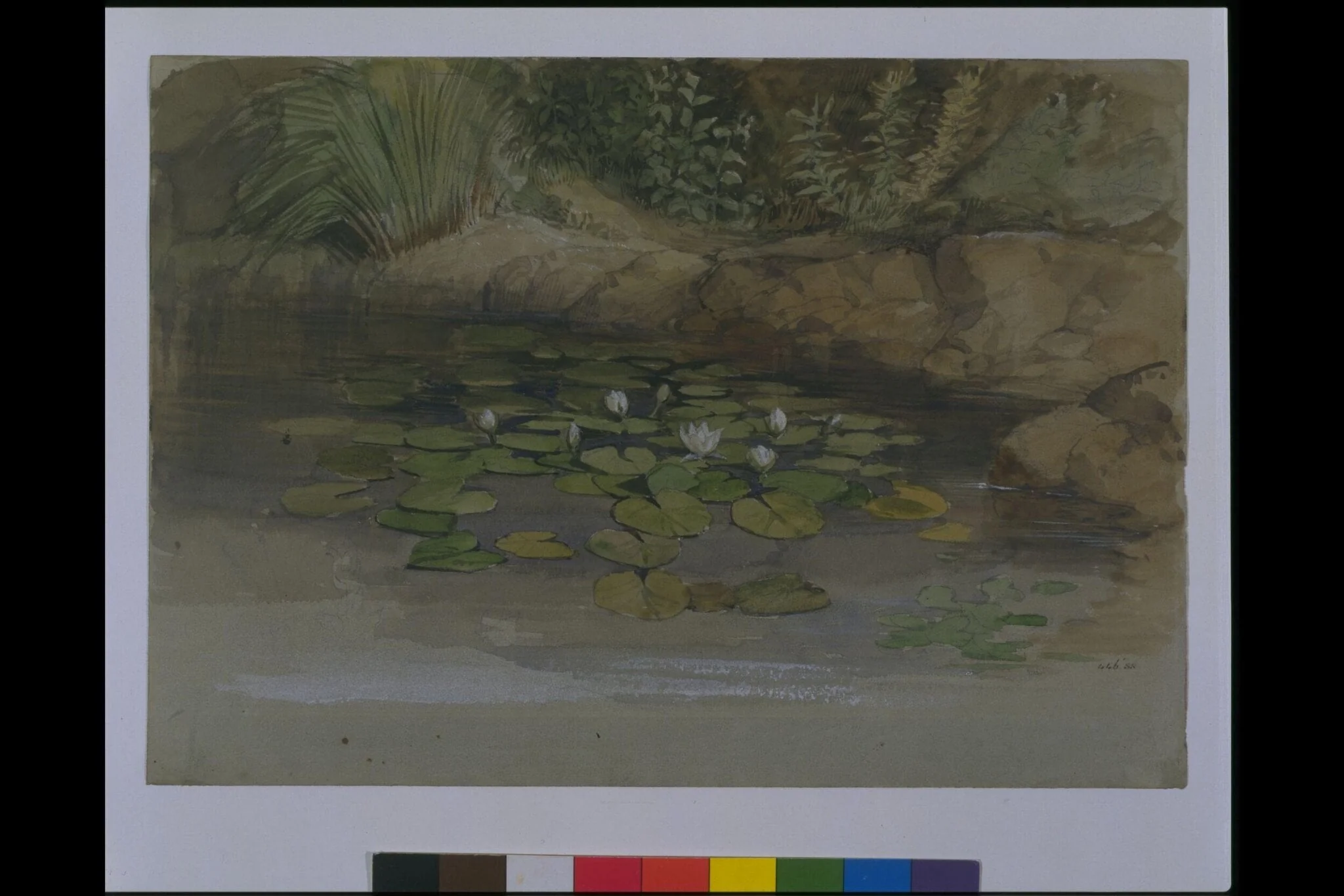 Study of waterlilies and other plants, by William Dyce, watercolor, 1852