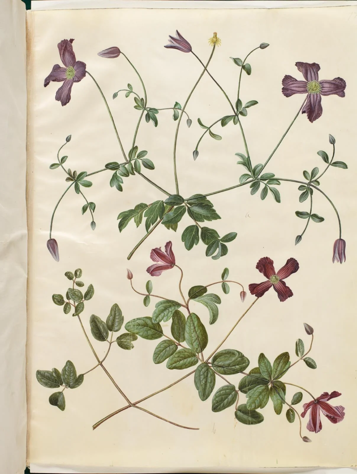 Clematis viticella (italiensk skovranke), by Unknown, unspecified, 1654