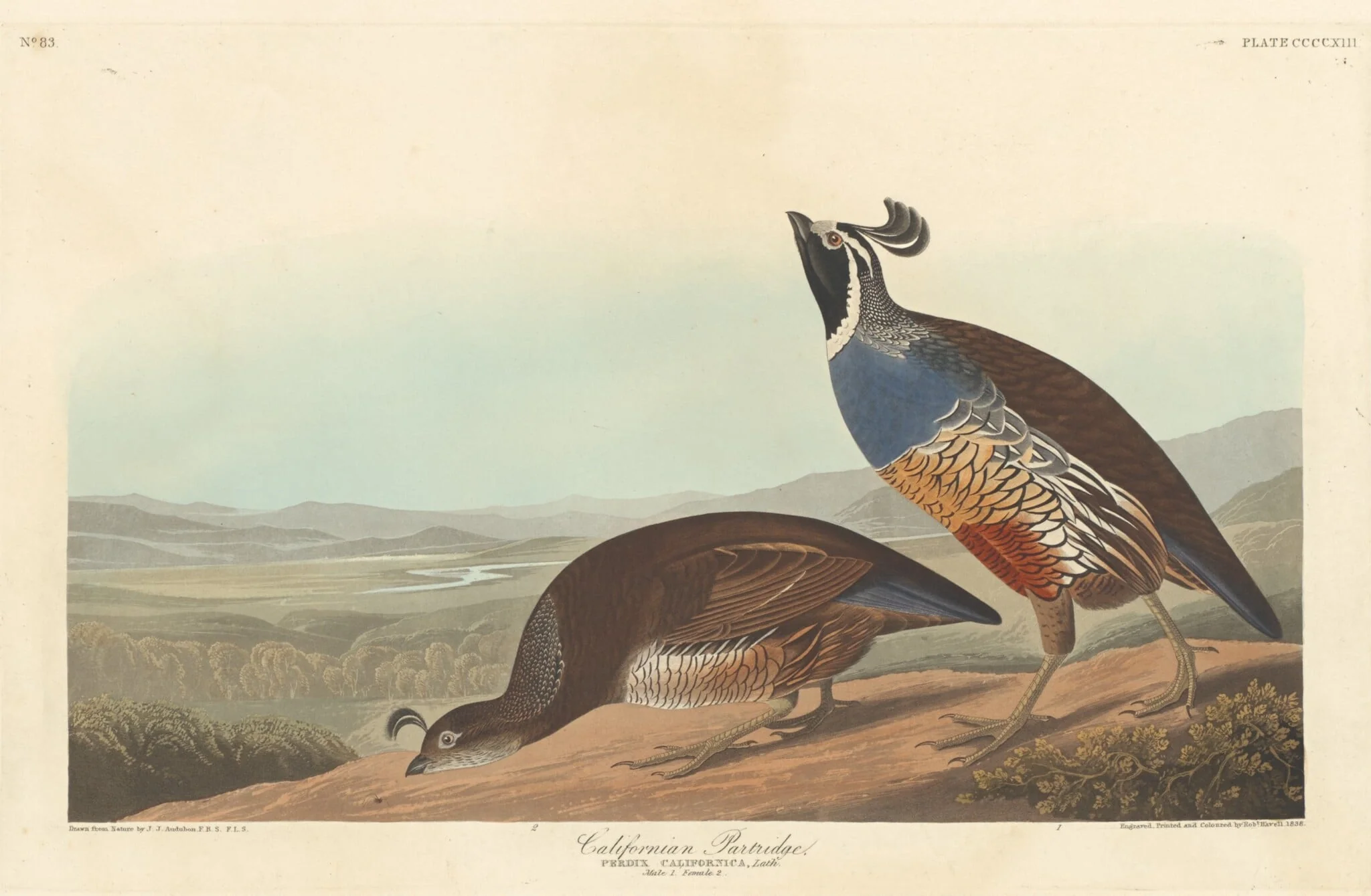 Californian Partridge, by Robert Havell Jr., ink, 1838