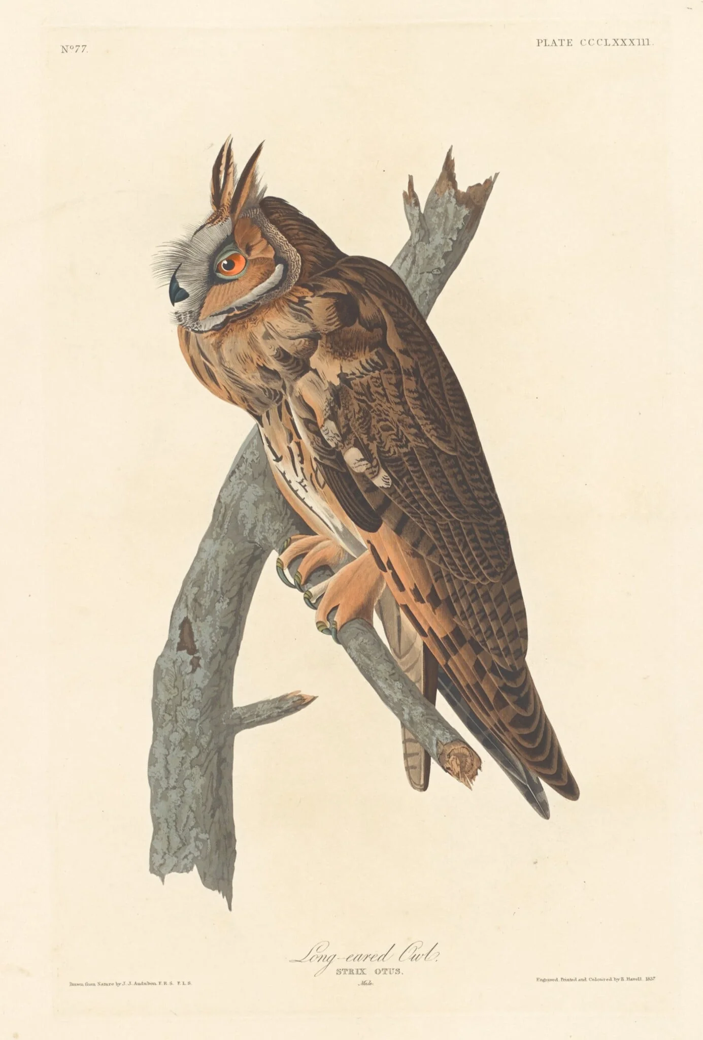 Long-eared Owl, by Robert Havell Jr., ink, 1837