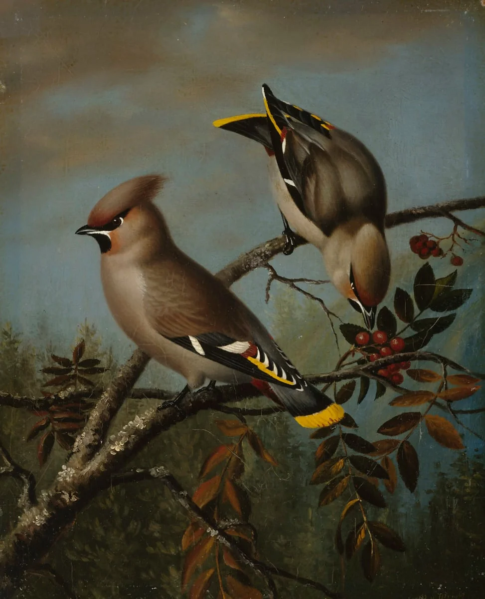Tilhiä pihlajassa, by Magnus von Wright, unspecified