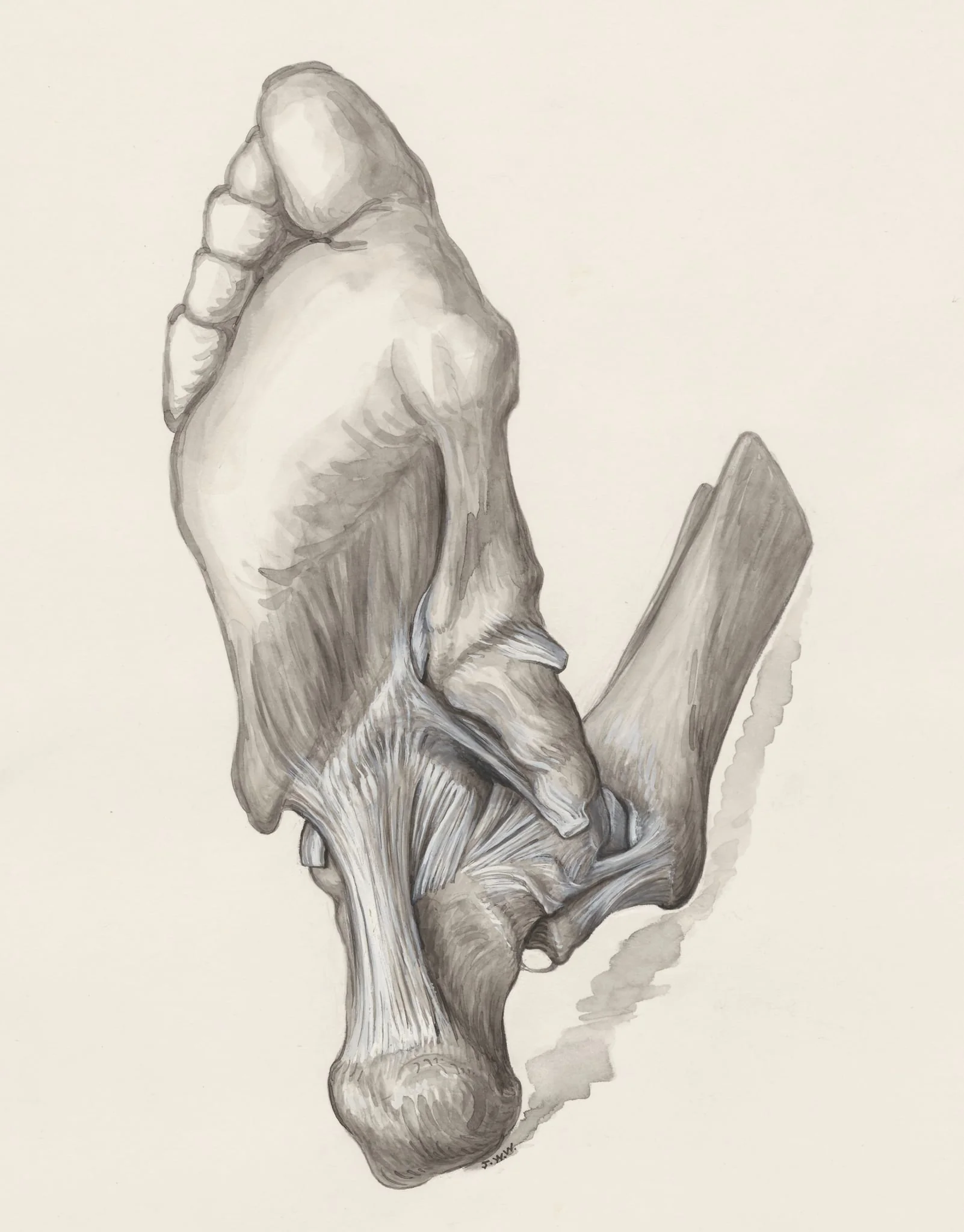 Muscular tissue of the heel, seen from below