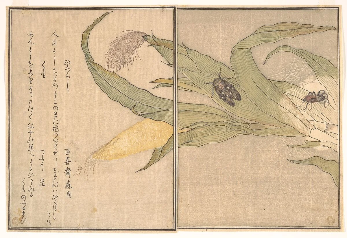 『画本虫撰』 「ひくらし」「くも」|Evening Cicada, Higurashi; Spider, Kumo, from the Picture Book of Crawling Creatures (Ehon mushi erami), by Kitagawa Utamaro, ink, 1788