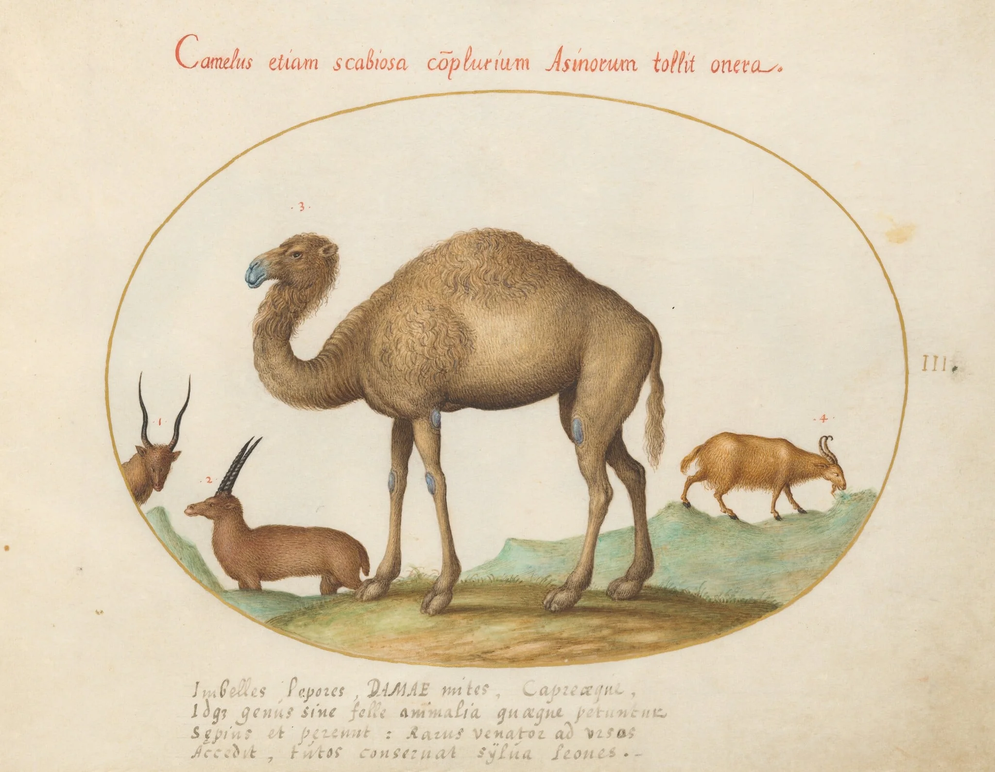 Plate 3: Camel, Ibex, and Goat, by Joris Hoefnagel, gouache, 1594