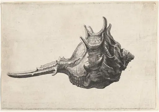 Shell (Murex brandaris)