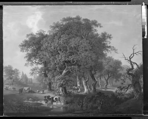 Kvæg i en skov