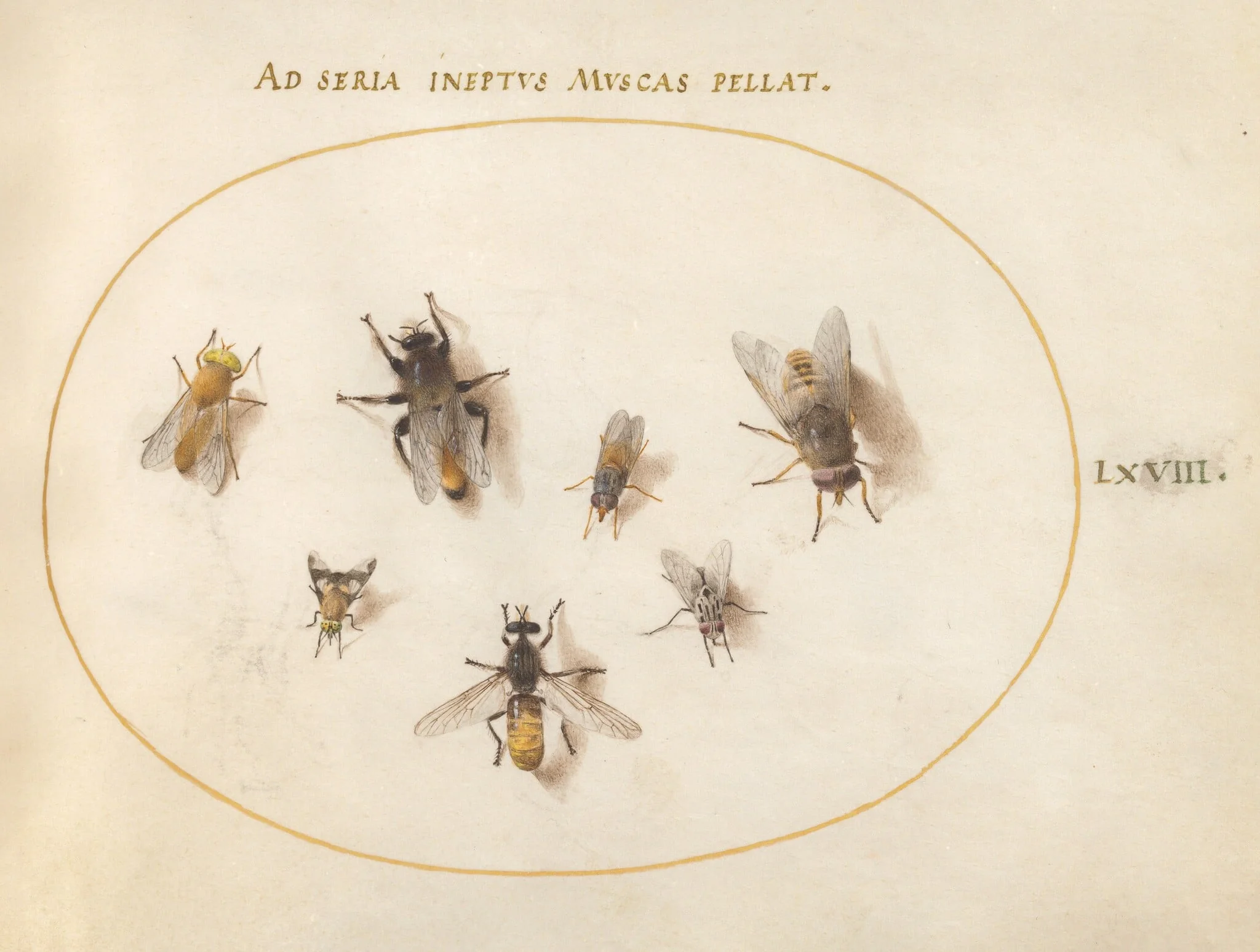 Plate 68: Seven Bees and Flies, by Joris Hoefnagel, gouache, 1594