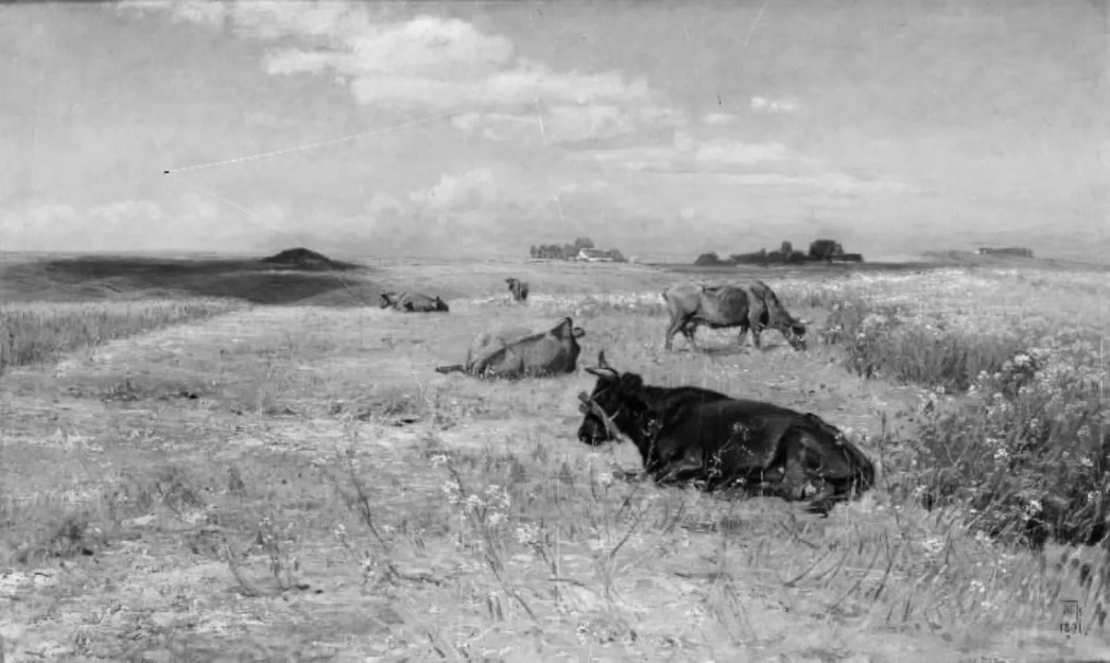 Køer på en mark, by Unknown, 1891