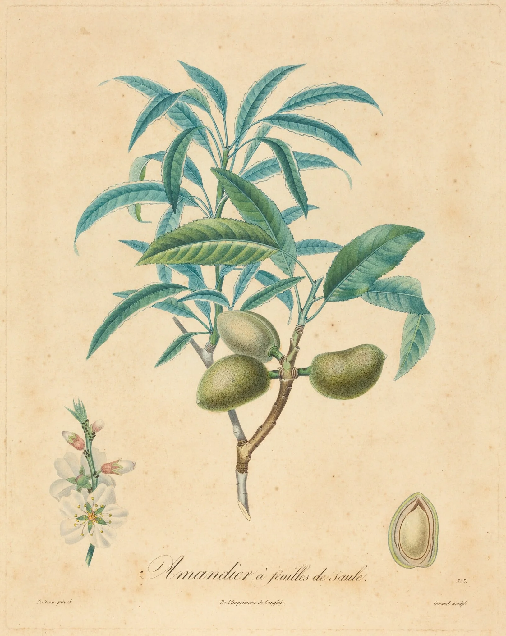 Amandier a feuilles de saulle, by French 19th Century, ink, 1850