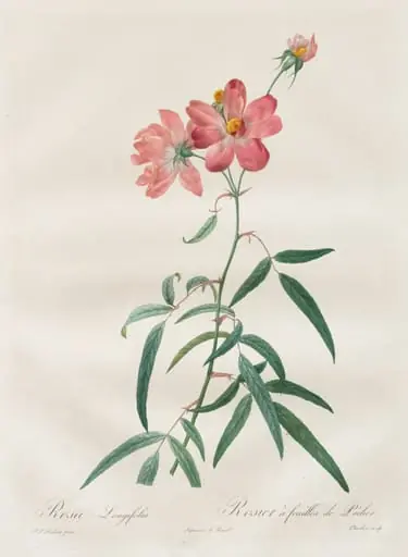 Les Roses:  Rosa Longifolia