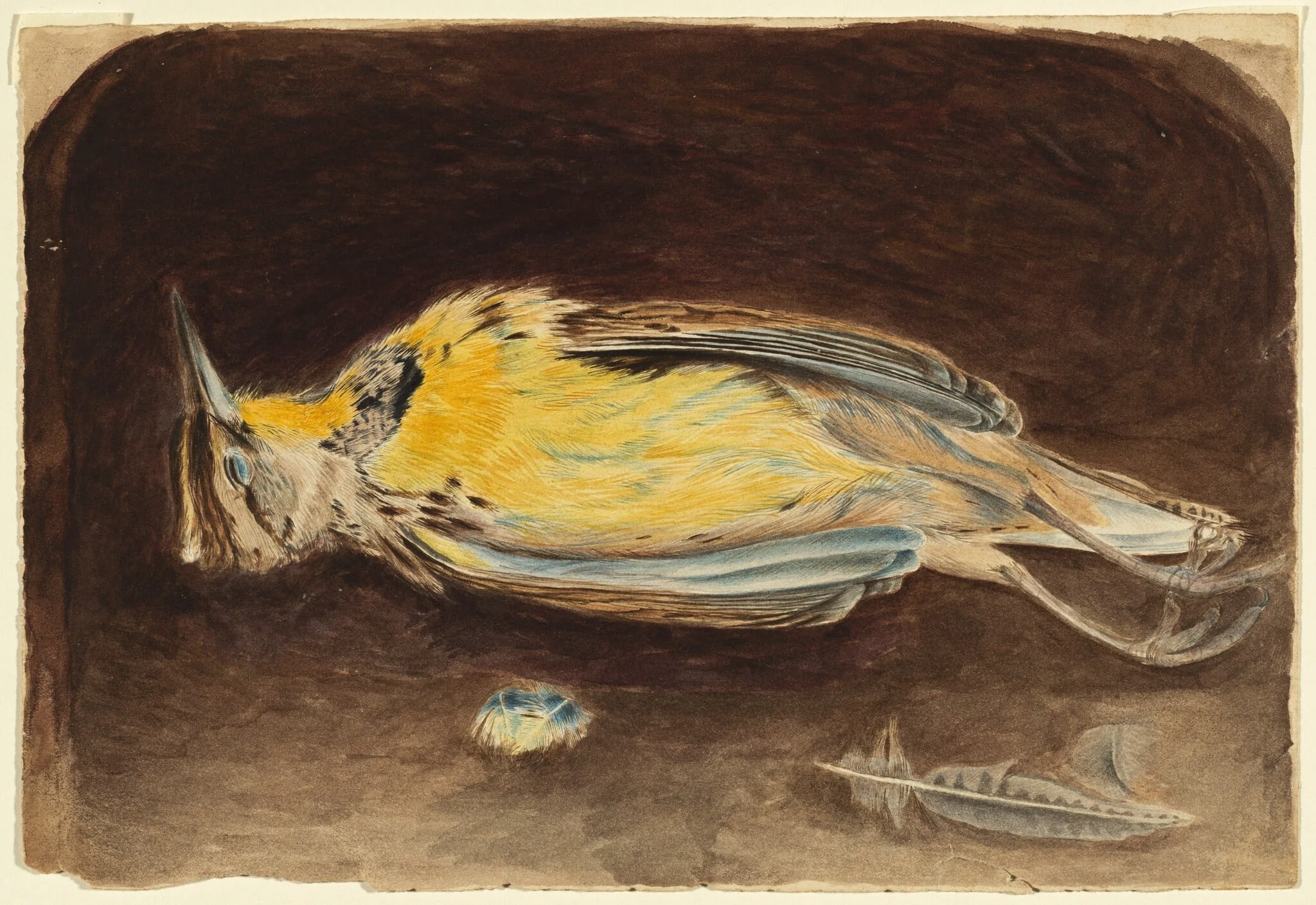 Dead Bird, by Robert Bolling Brandegee, graphite, 1867