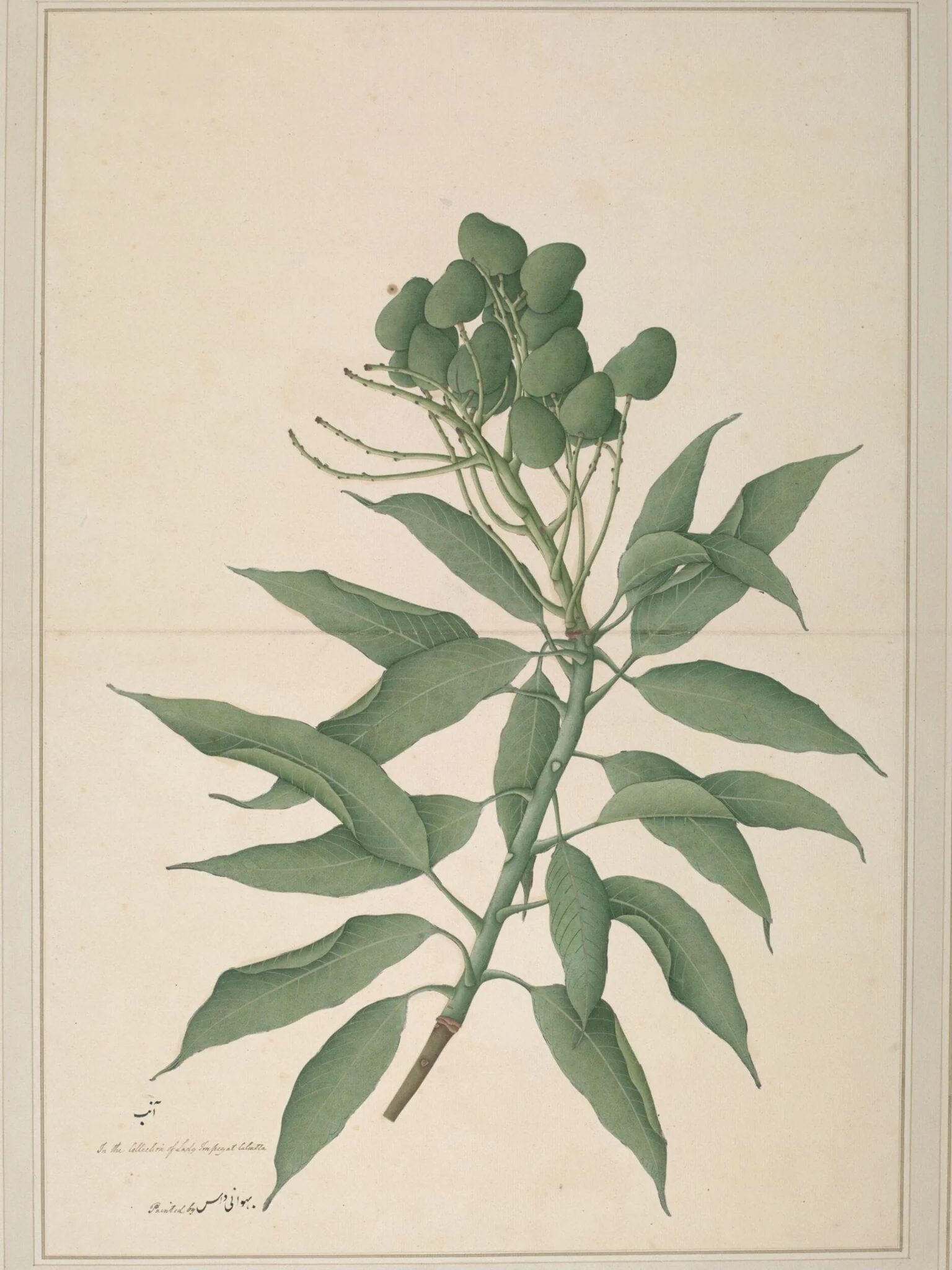 A branch of a mango tree ('Mangifera Indica') bearing unripe fruits