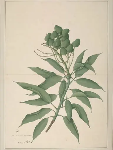 A branch of a mango tree ('Mangifera Indica') bearing unripe fruits