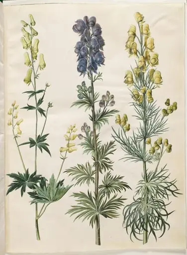 Aconitum lycoctonum (nordisk stormhat); Aconitum napellus (ægte stormhat); Aconitum anthora (finbladet stormhat)