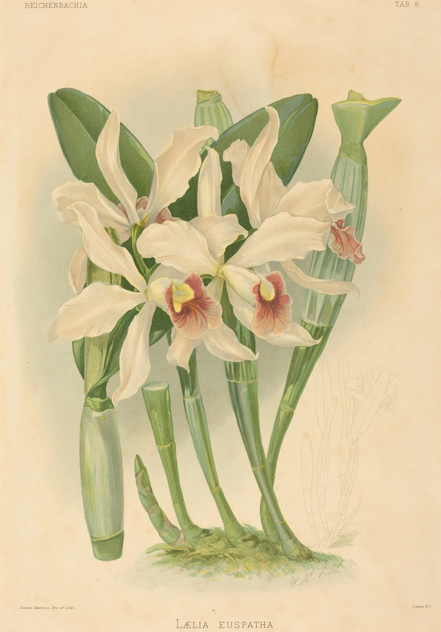 Laelia Euspatha, by Joseph Mansell, ink, 1840