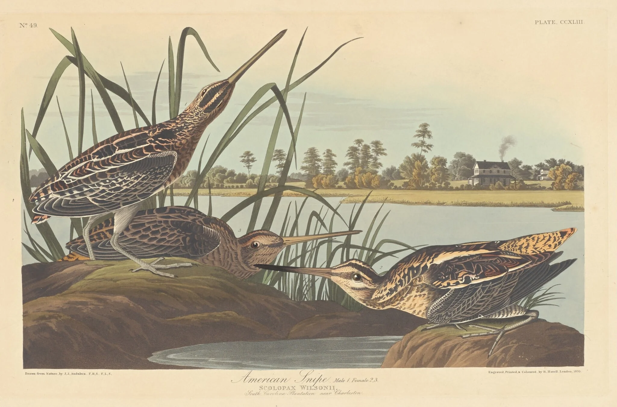 American Snipe, by Robert Havell Jr., ink, 1835