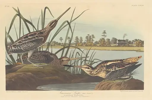 American Snipe