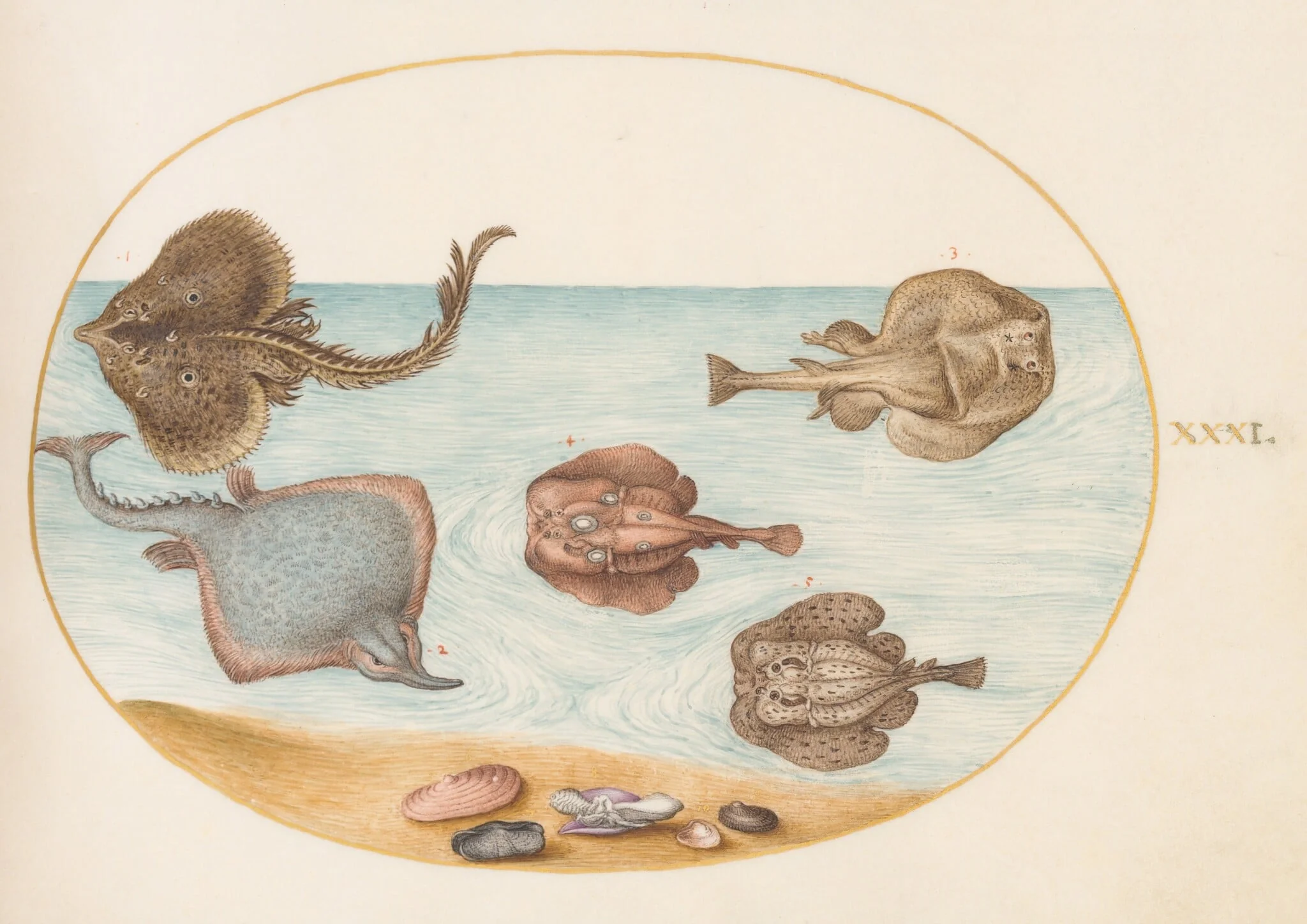 Plate 31: Marbled Electric Ray with Other Skates or Rays, Shells, and a Mollusk in Its Shell, by Joris Hoefnagel, gouache, 1594