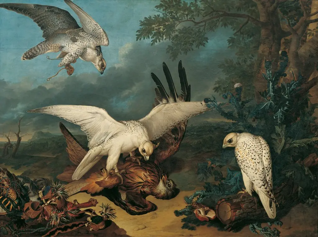 Bird of prey defeated by Iceland hawks