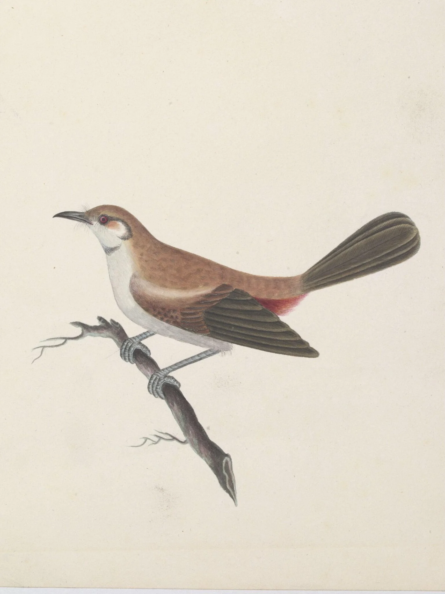 Female Indian robin (?), by Unknown, paint, 1830