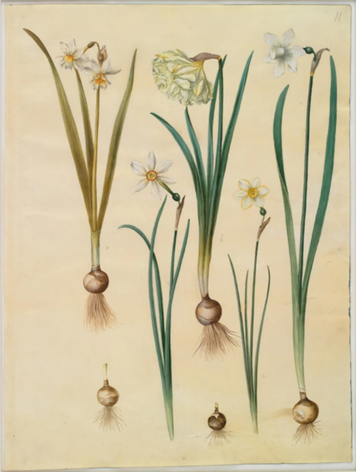 Narcissus ×medioluteus (toblomstret narcis); Narcissus pseudonarcissus; Narcissus (narcis); Narcissus poeticus (pinselilje); Narcissus ×tenuior, by Unknown, unspecified, 1654