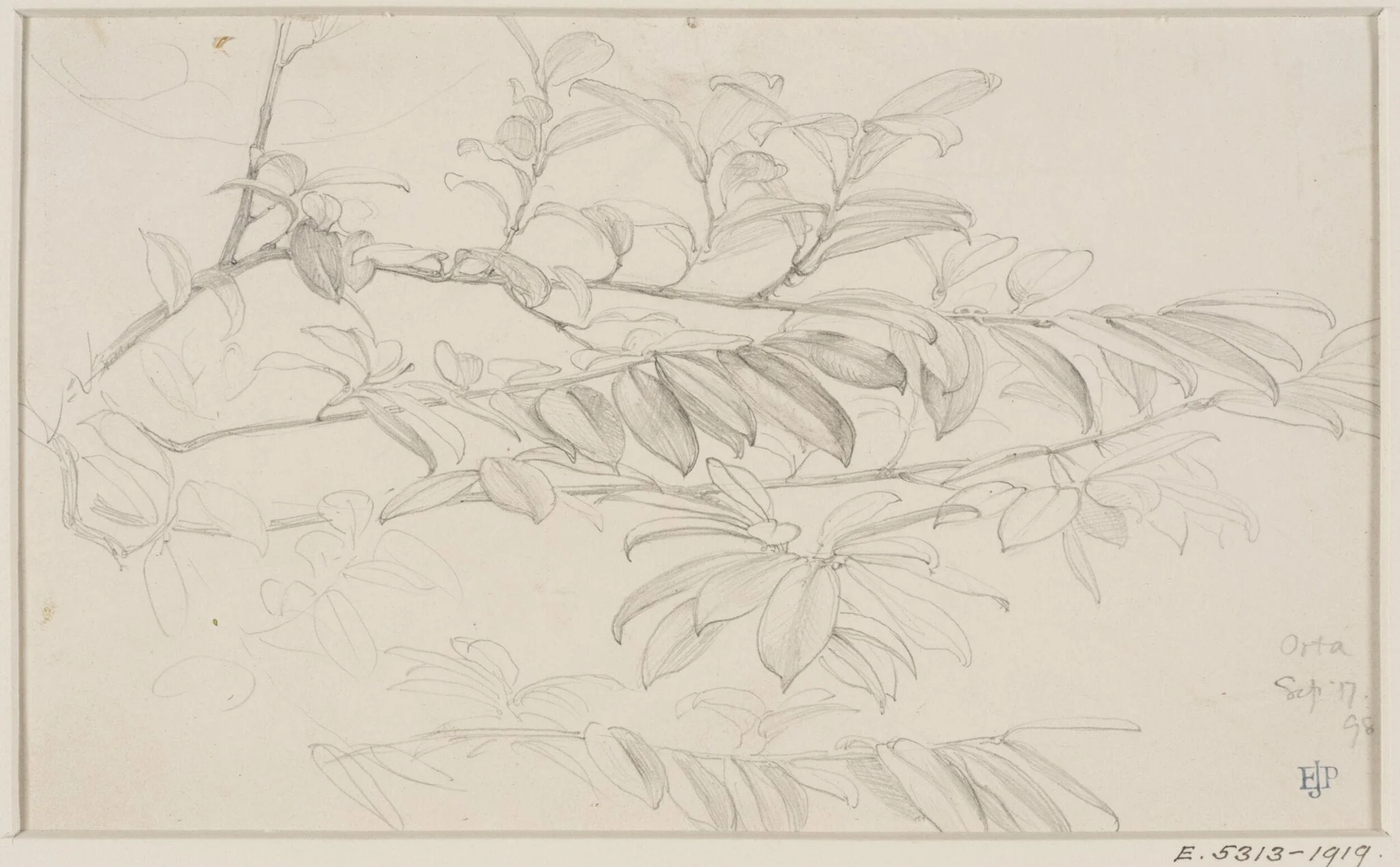 Studies of Flowers and Plants, 1876-1898, by Edward John, Sir Poynter, 13