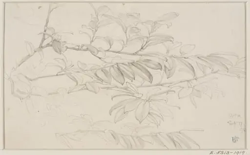 Studies of Flowers and Plants, 1876-1898