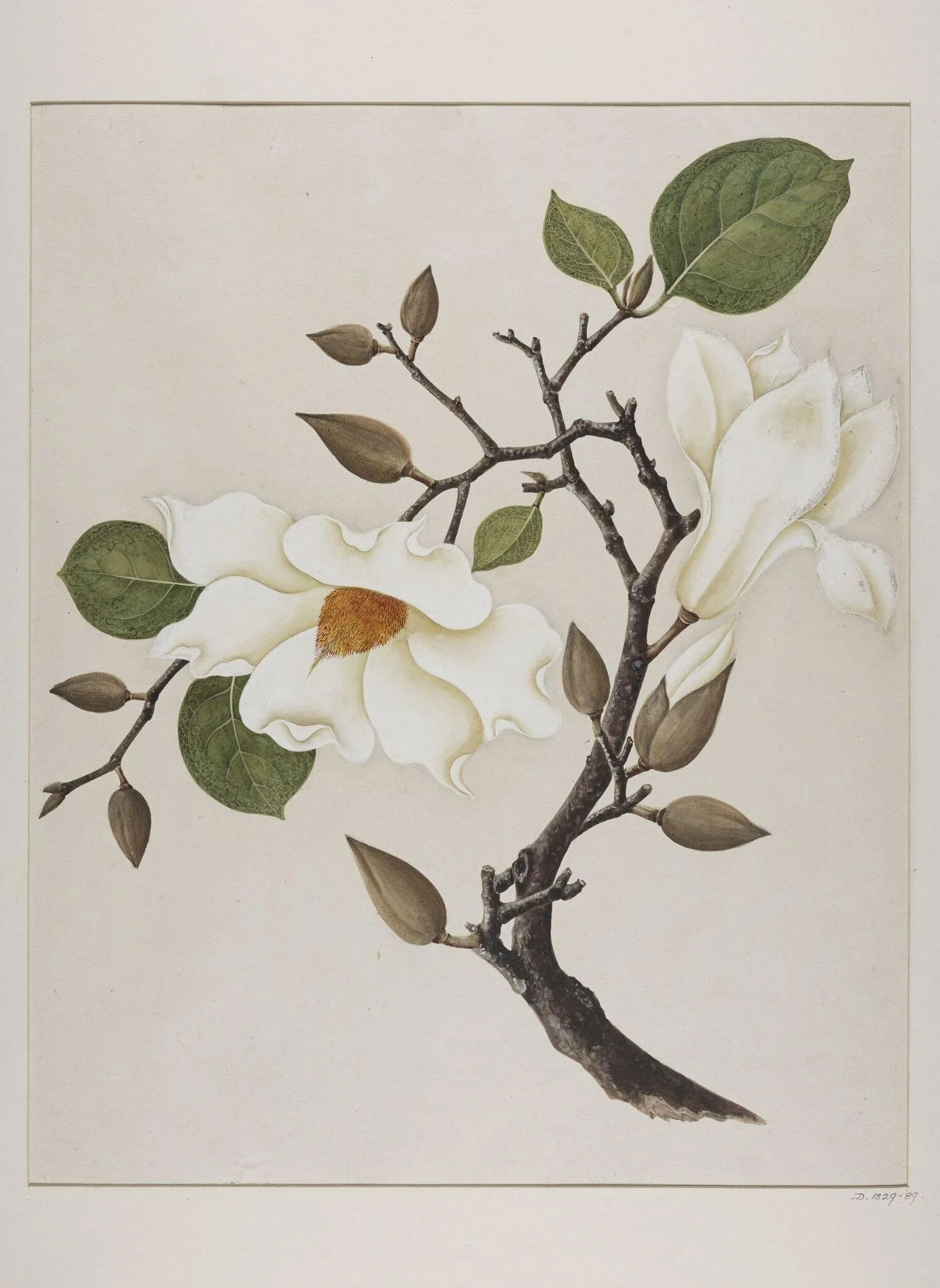 Yu-Lan, by Unknown, paint, 1780