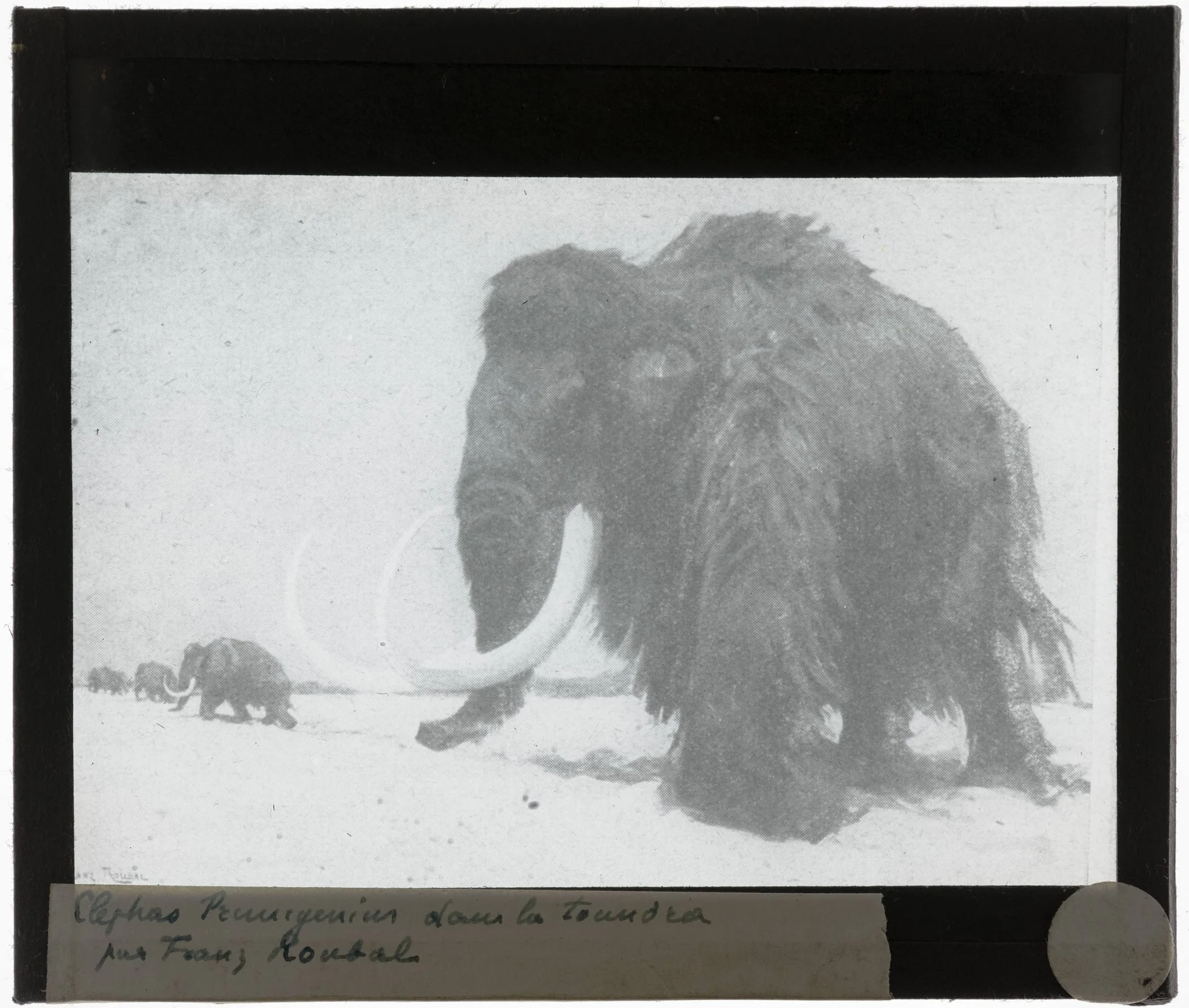 Franz Roubal. Wolharige mammoet op de toendra, by Franz Roubal, 1938