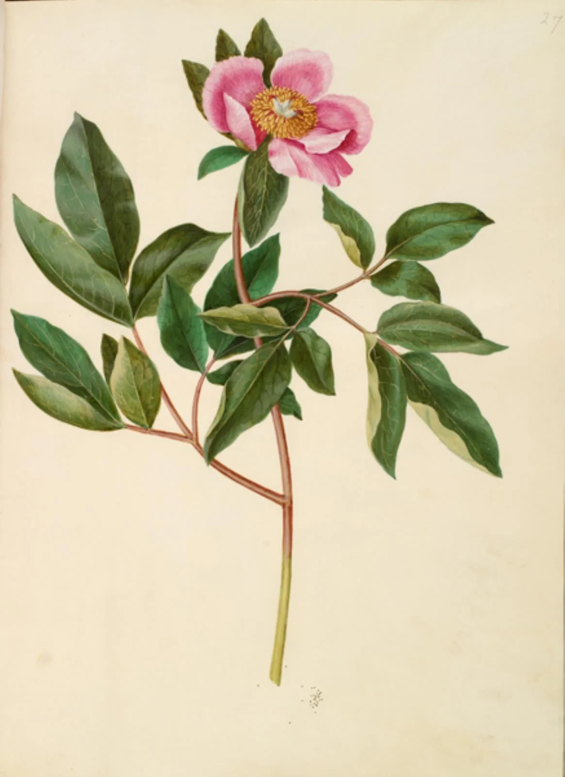 Paeonia mascula (storbladet pæon)