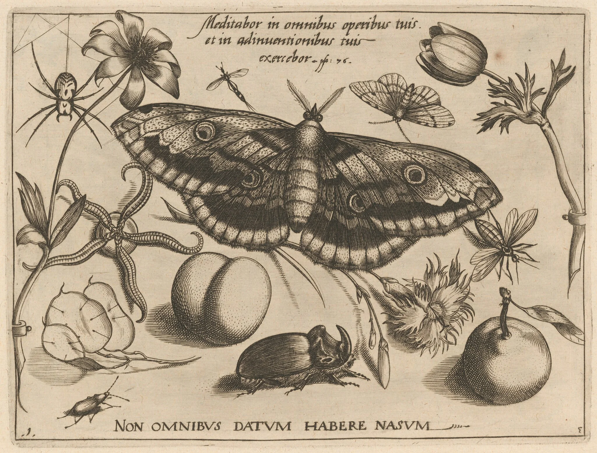 Archetypa studiaque patris Georgii Hoefnagelii [Part 3, Title Page]