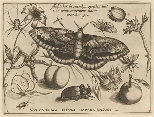 Archetypa studiaque patris Georgii Hoefnagelii [Part 3, Title Page]