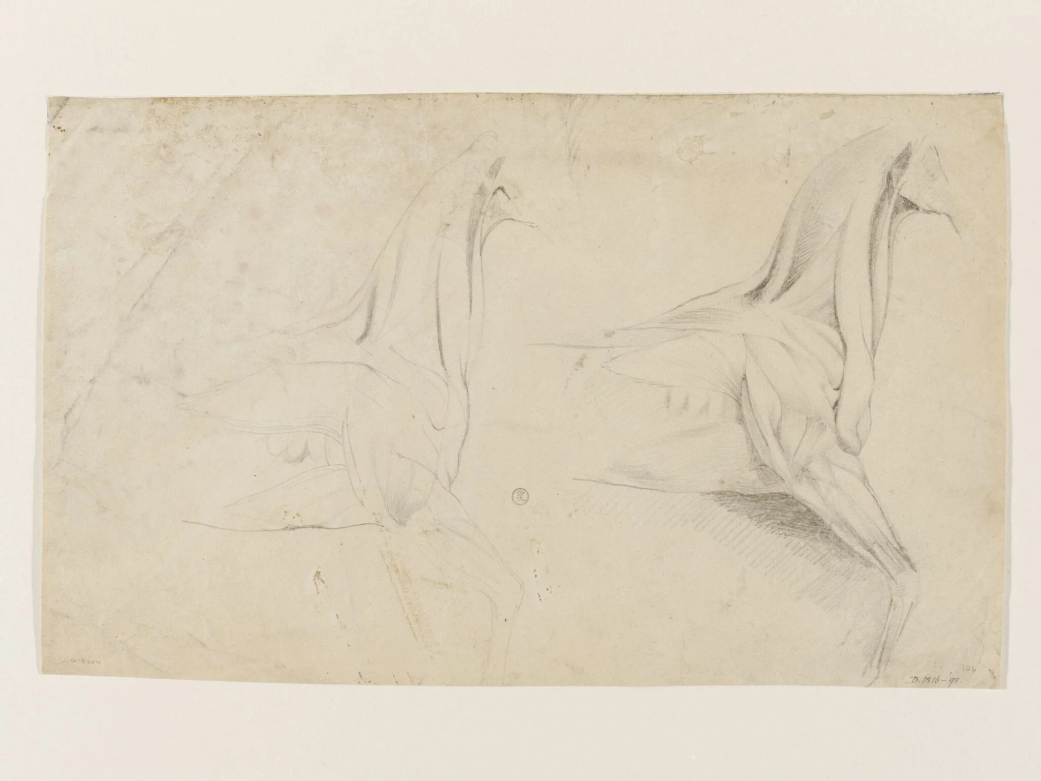 Ecorché study of a horse, by John Gibson, 1815