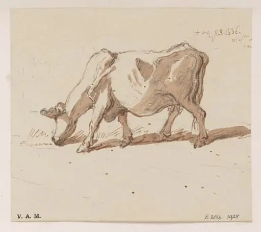 A grazing cow